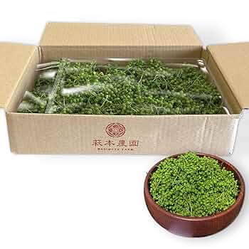 山椒の実1000g【奈良県産・農薬不使用】 楽天市場】【全品対象3％OFFクーポン配布中!】【2025年産新物